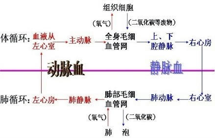 如图为人体血液循环系统示意图请据图回答1b是2在c和d之间有