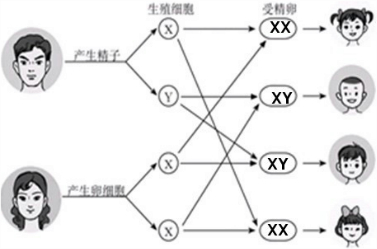 人的体细胞内的23对染色体,有一对染色体与人的性别有关,叫做性染色体