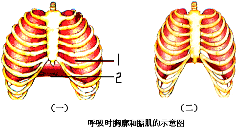 (3)图(二)表示呼吸过程中