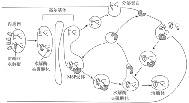 下图为细胞内某些蛋白质的加工分拣和运输过程m6p受体与溶酶体水解酶