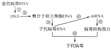 如图是某逆转录病毒增殖过程的部分示意图⑥代表相关过程,下列