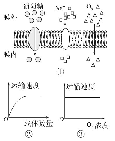 细胞膜的选择透过性保证了细胞内相对稳定的微环境下列物质中以自由